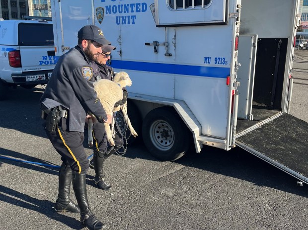 NYPD officers collar stray sheep on Brooklyn street