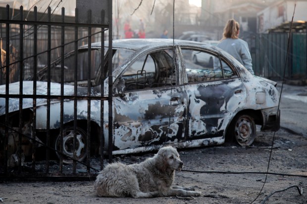 A dog rests next to a burnt car after a fire that affected the hills in Viña del Mar, Chile on February 3, 2024. The region of Valparaoso and Viña del Mar, in central Chile, woke up on Saturday with a partial curfew to allow the movement of evacuees and the transfer of emergency equipment in the midst of a series of unprecedented fires, authorities reported. (Photo by Javier TORRES / AFP) (Photo by JAVIER TORRES/AFP via Getty Images)
